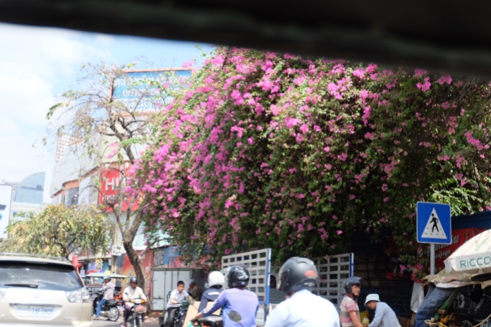 Kambodscha Blüten überall